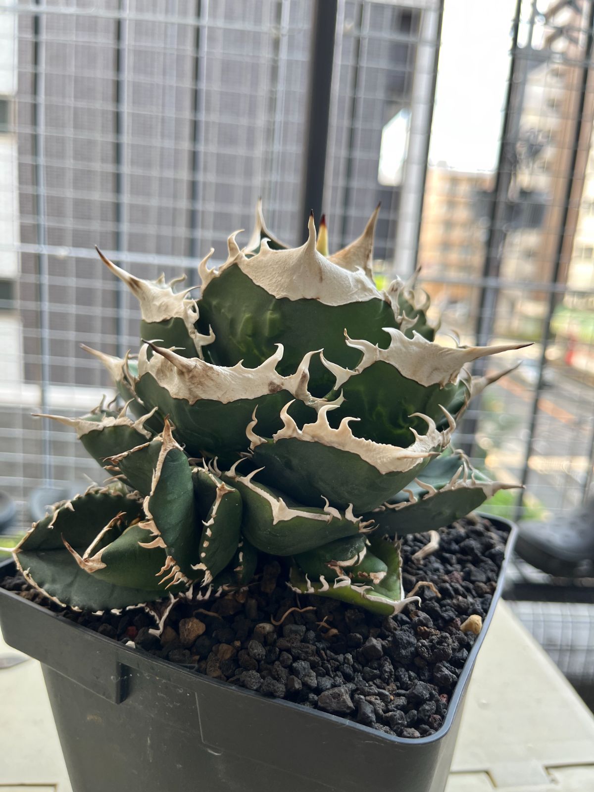 アガベ　SAD 南アフリカダイヤモンド　写真更新　子株付き アガベ チタノタ 南アフリカダイヤモンドSAD 子株 オンライ