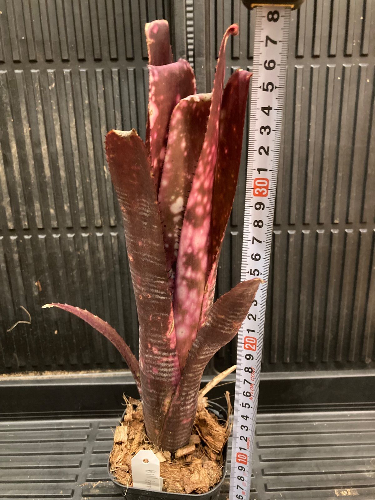 ビルベルギア Billbergia Berry Blast 現品】ビルベルギア