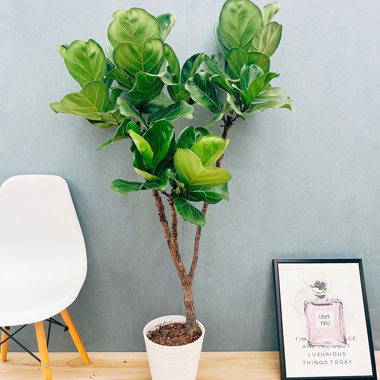 現品】パキポディウム・デンシフローラム 5号 黒角鉢 （1） 現品