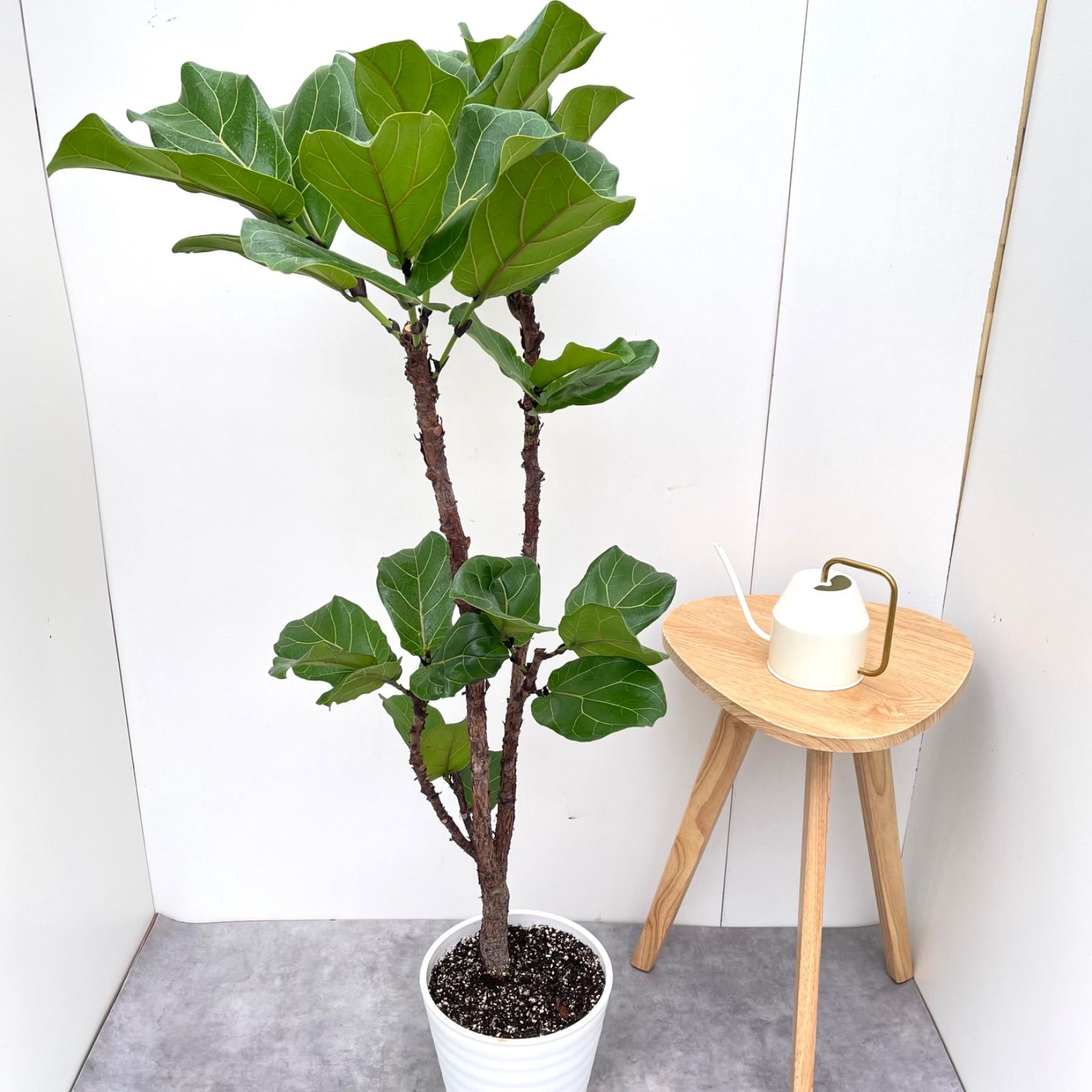 フィカス ウンベラータ 曲がり 10【現品】観葉植物 室内 大型 観葉植物