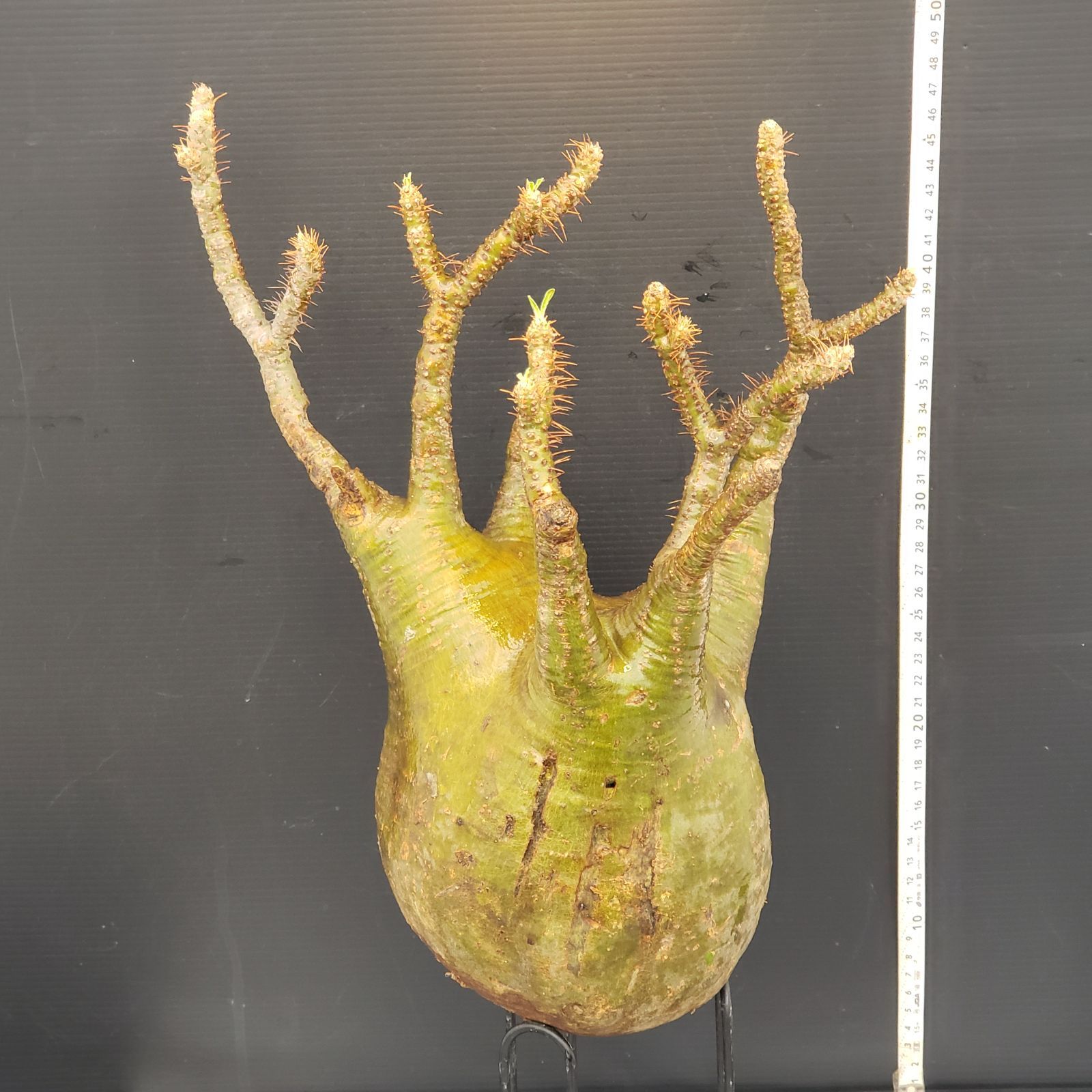 D586【最新到着】Pachypodium グラキリス（S）（現地球・抜き苗