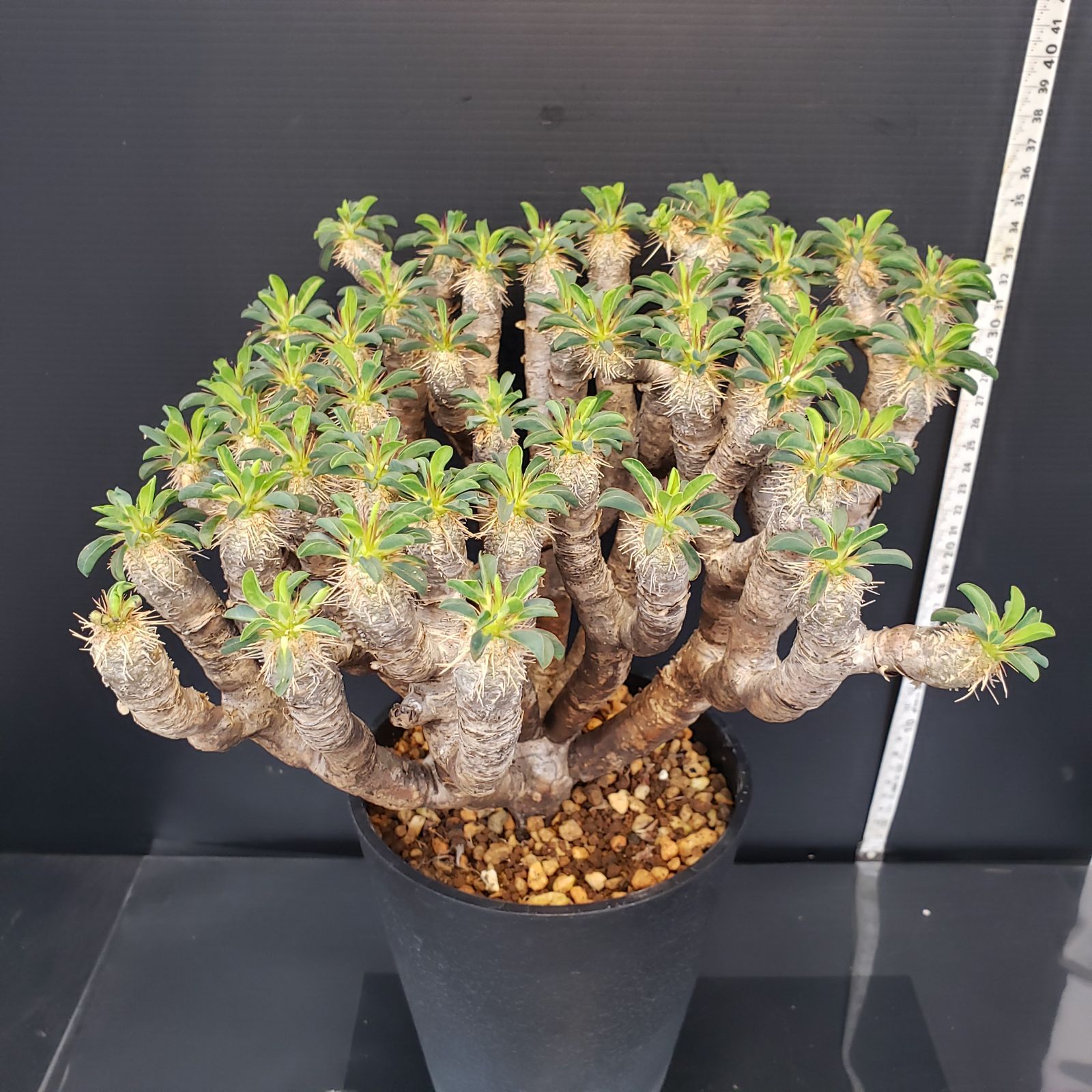 N592【自社養生株】ユーフォルビア ギラウミニアナ（現地球・発