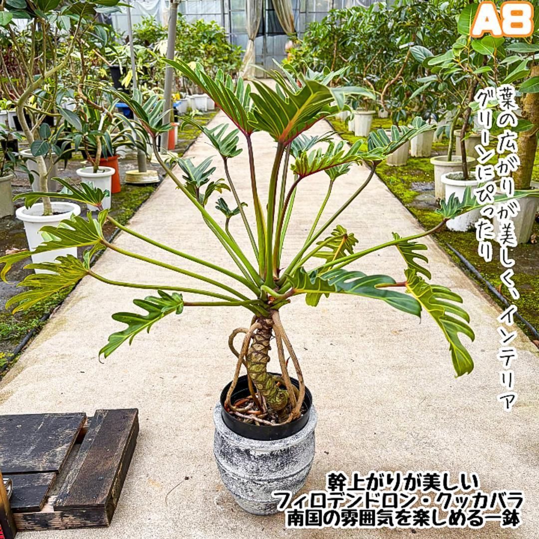 希少❗️フィロデンドロン グロリオーサム バリエガタ 斑入り