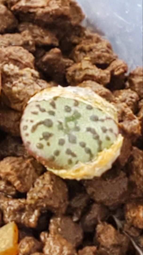 10粒ずつセット