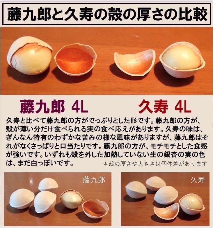 2022年新物　生産者直送 久寿 ぎんなん 祖父江産 銀杏 4L 3kg 2024年新物 生産者直送 久寿ぎんなん 愛知県 祖父江産 銀杏 4L