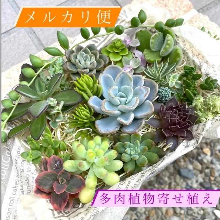 ☆多肉植物寄せ植えセット☆セダム☆エケベリア小苗☆カット苗