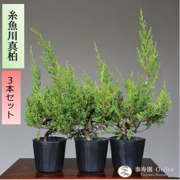 糸魚川真柏  盆栽素材  苗木10本セット