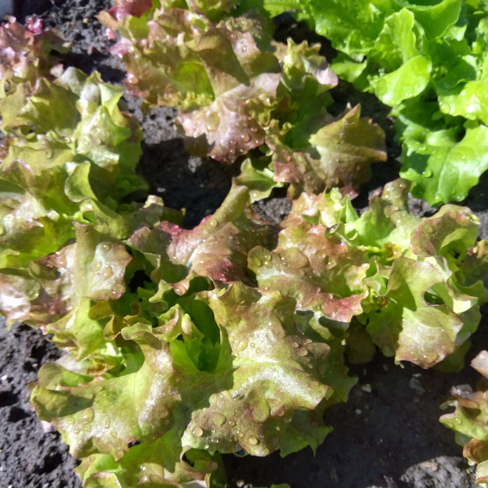 野菜苗 レタス(サニーレタス) 農薬不使用 サラダに （ふんわり
