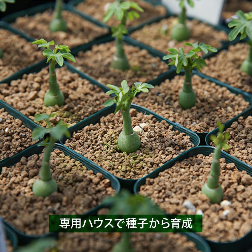 アデニア　グラウカ　No.012　鉢、送料込　メルカリ便 アデニア グラウカ No.012 鉢、送料込 メルカリ便 - メルカリ