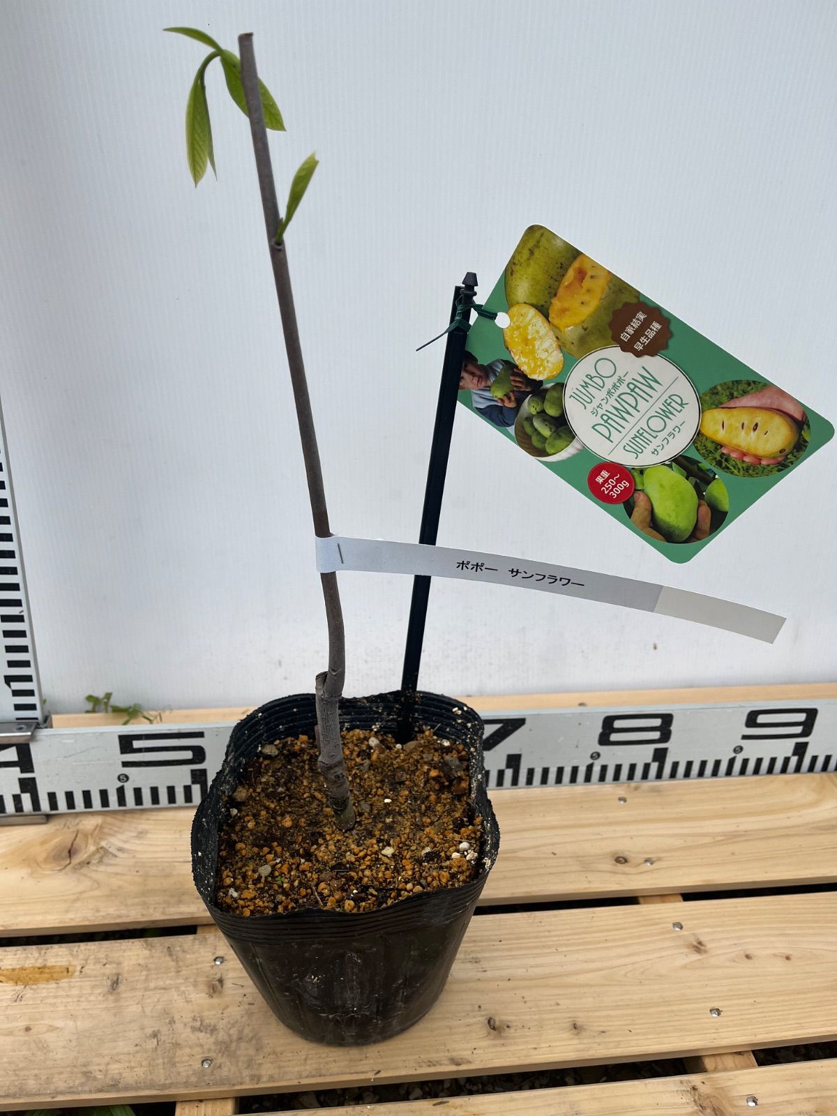 ポポー接木苗２種２本（サスケハンナ、シェナンドー) ポポー接木苗2種2本（サスケハンナ、シェナンドー) ポポー接木苗