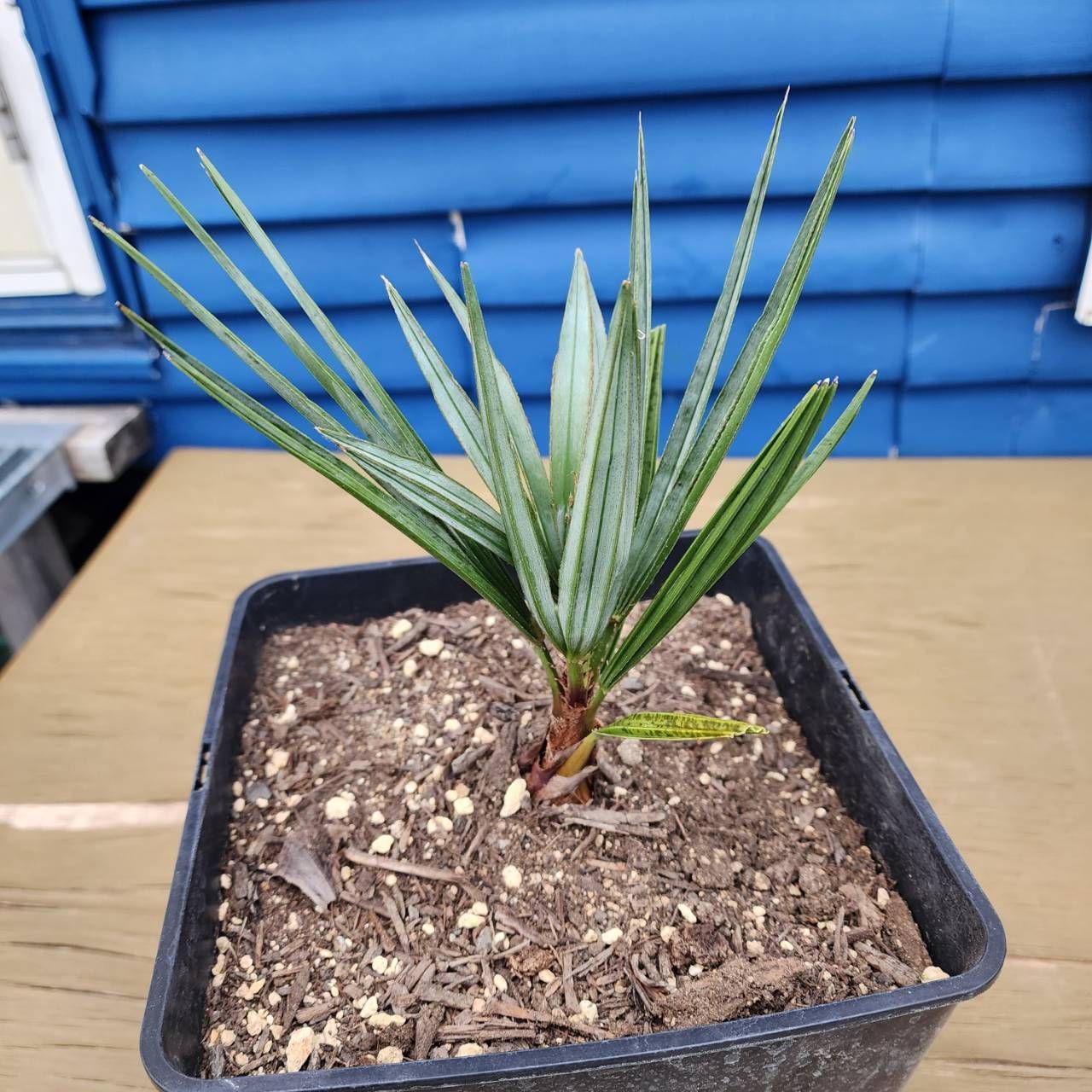 チャメロプスフミリスセリフェラ シルバーリーフ