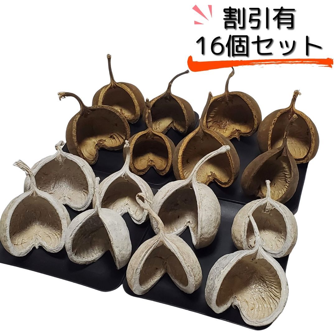 ブッダナッツ 割引有 16個セット L ウォッシュホワイト＆ナチュラル 大地農園 ハンドメイド花材 花材 クリスマス ウエルカムスペース ウェディング 贈り物 プレゼント 飾り物 インテリア花材