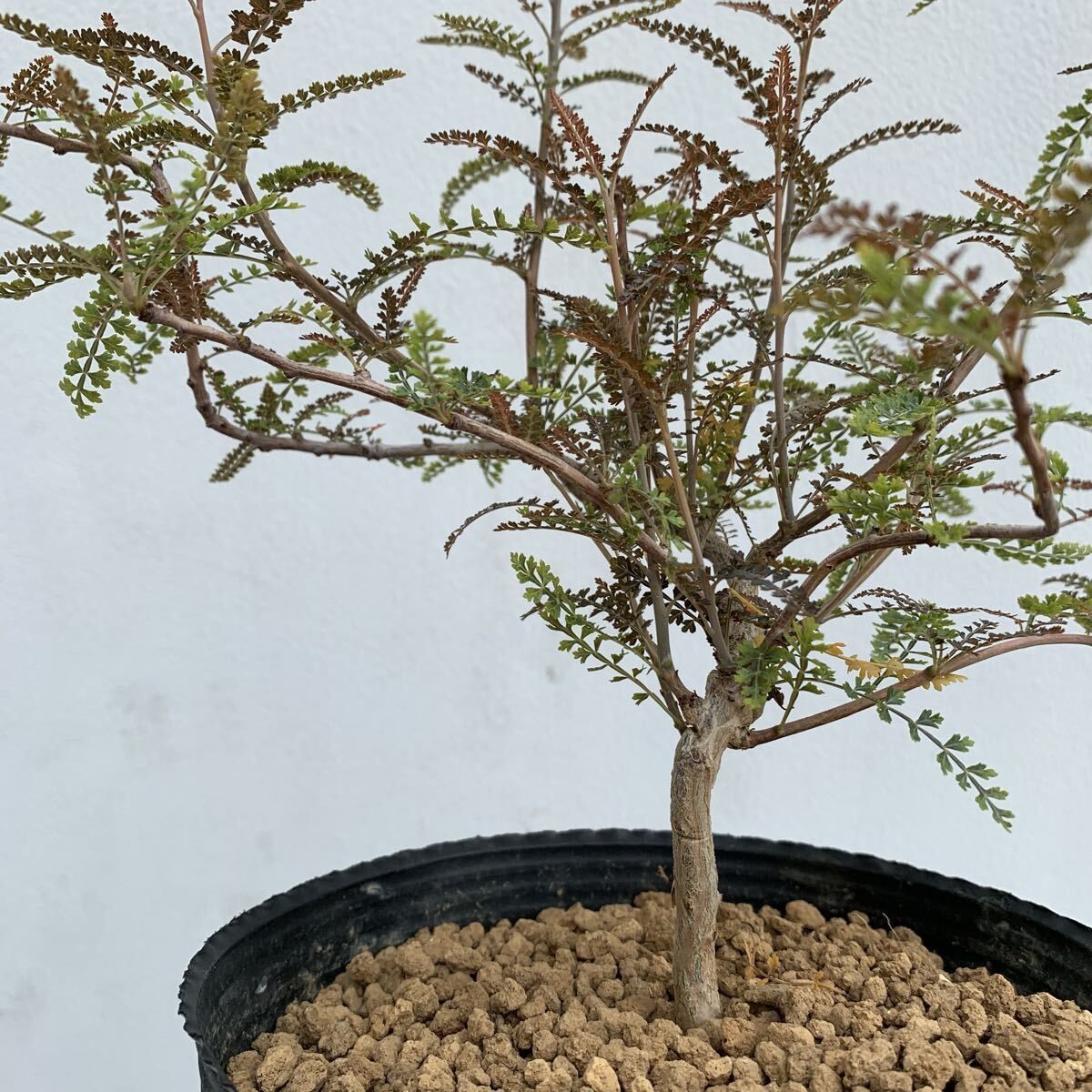 ユーフォルビア フスカ 現地球からカットした挿し木 発根済 006