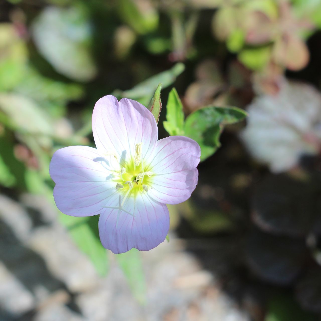PENTAX Super Takumar 1:1.8 55mm 前期型 整備済 - メルカリ