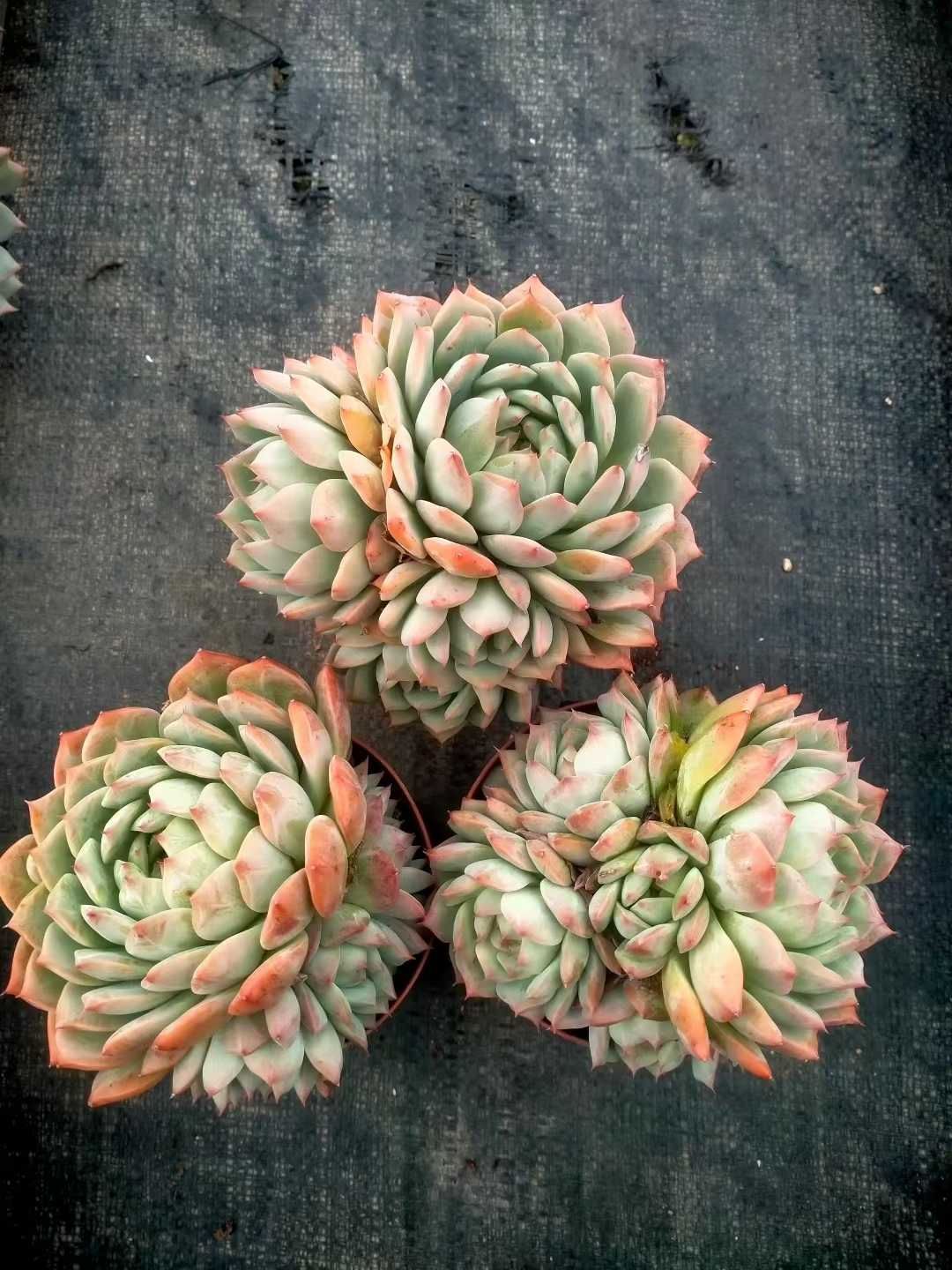 多肉植物抜き苗セット 新発売 24株セット TP 抜き苗 多肉植物 佐川急便発送 エケベリア 韓国