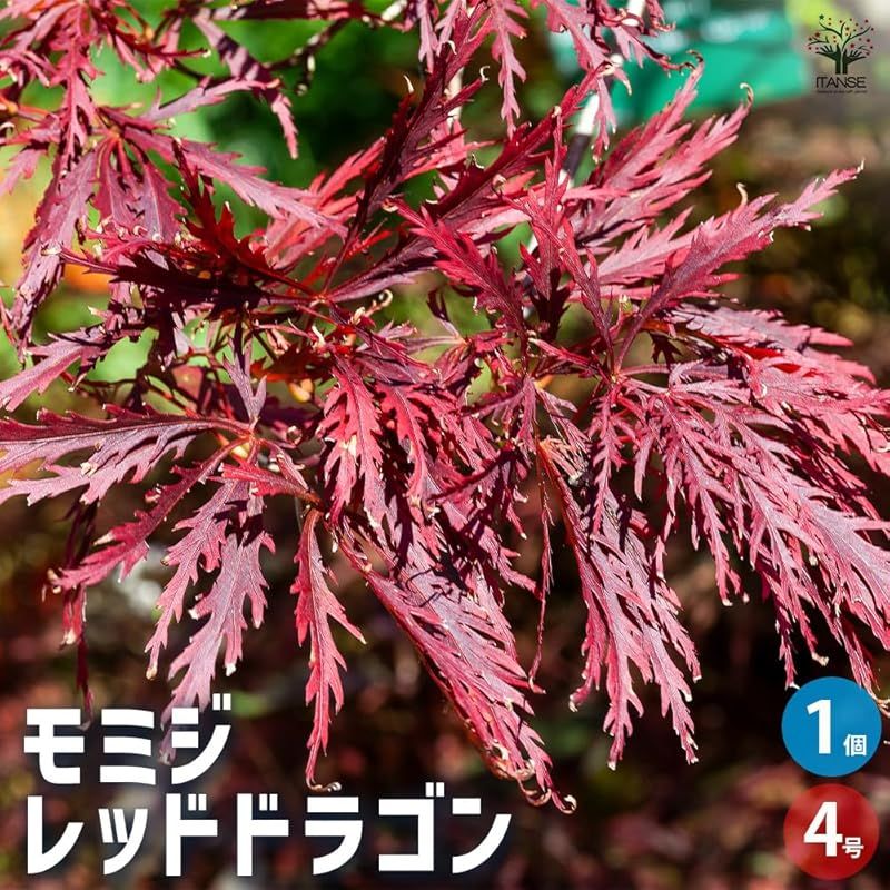 ♥ ＩＴＡＮＳＥ モミジ レッドドラゴン 4号 1個売り 品種で選べる花木苗 学名 Acer palmatum Red Dragon|ムクロジ科カエデ属 耐寒性落葉中低木|別名 西洋もみじ 紅葉 楓 0