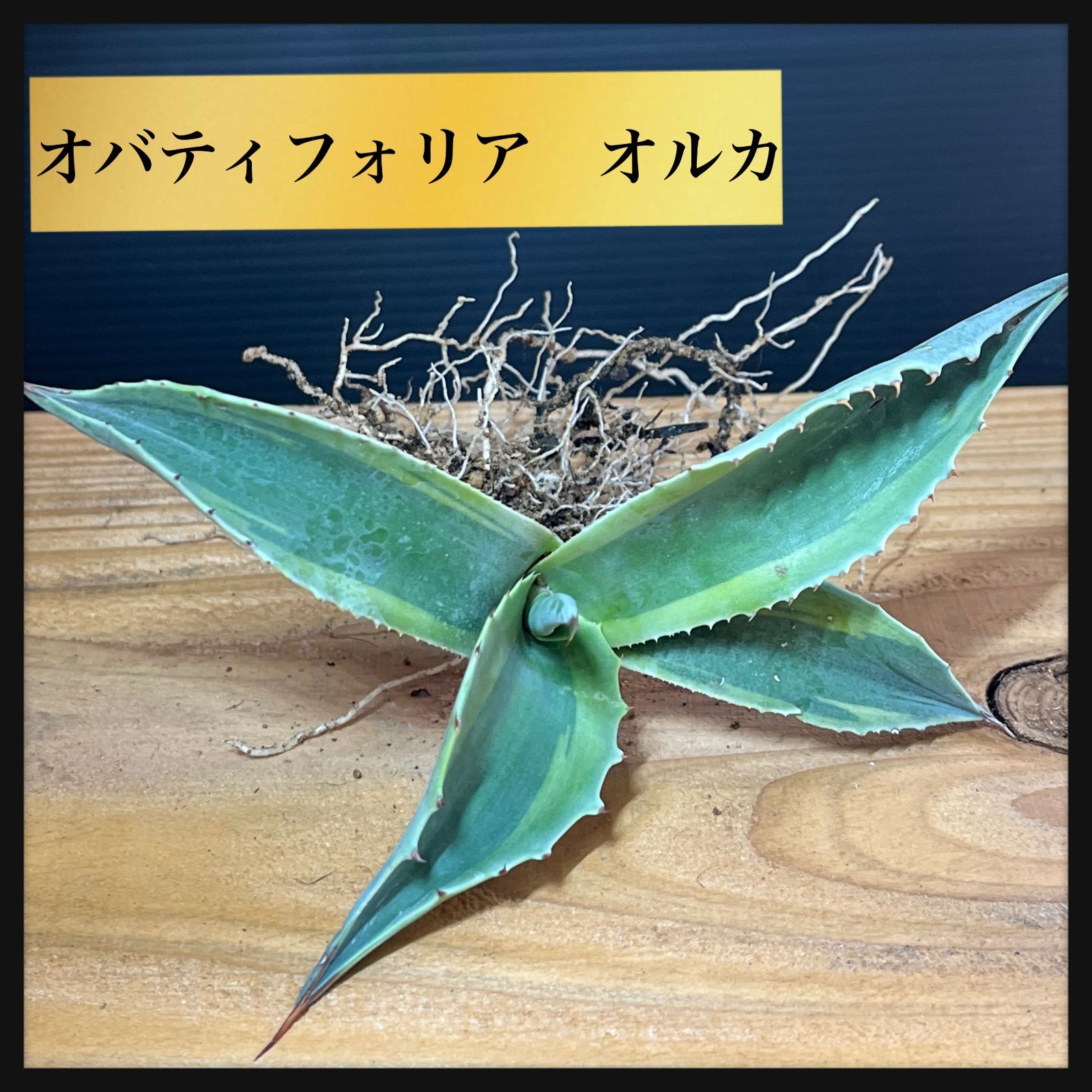アガベ オバティフォリア オルカ 発根済 2 発根済み！アガベ
