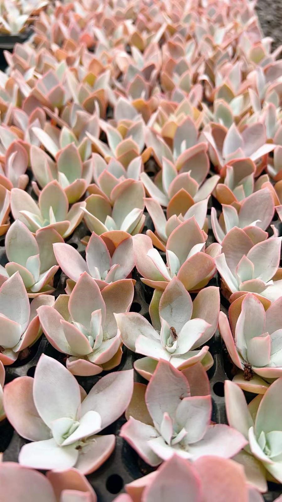 LL1020×105 コウカンキュウ 土付き 肉厚 多肉植物 アエオニウム エケベリア 韓国苗