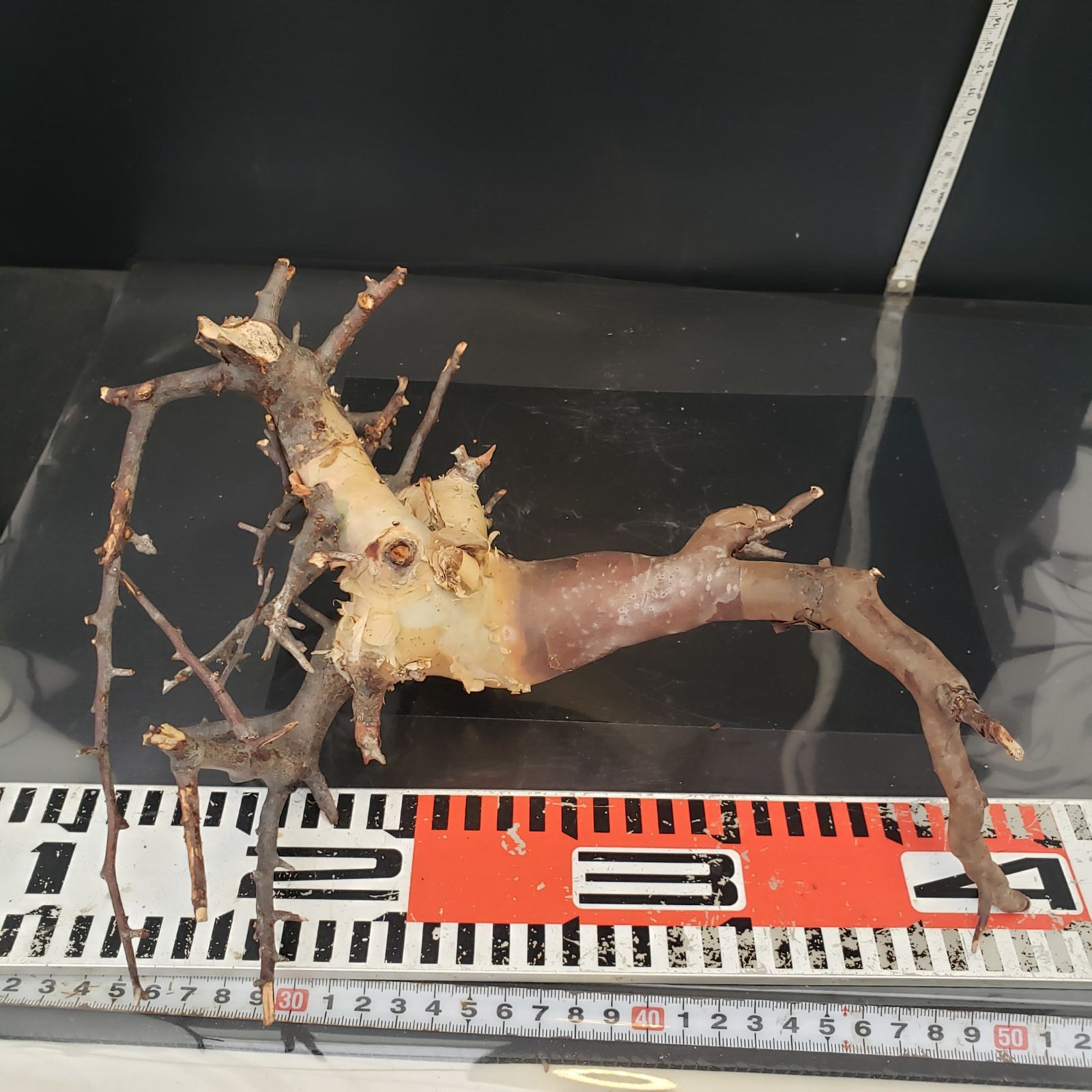 カタフピュア 現地球