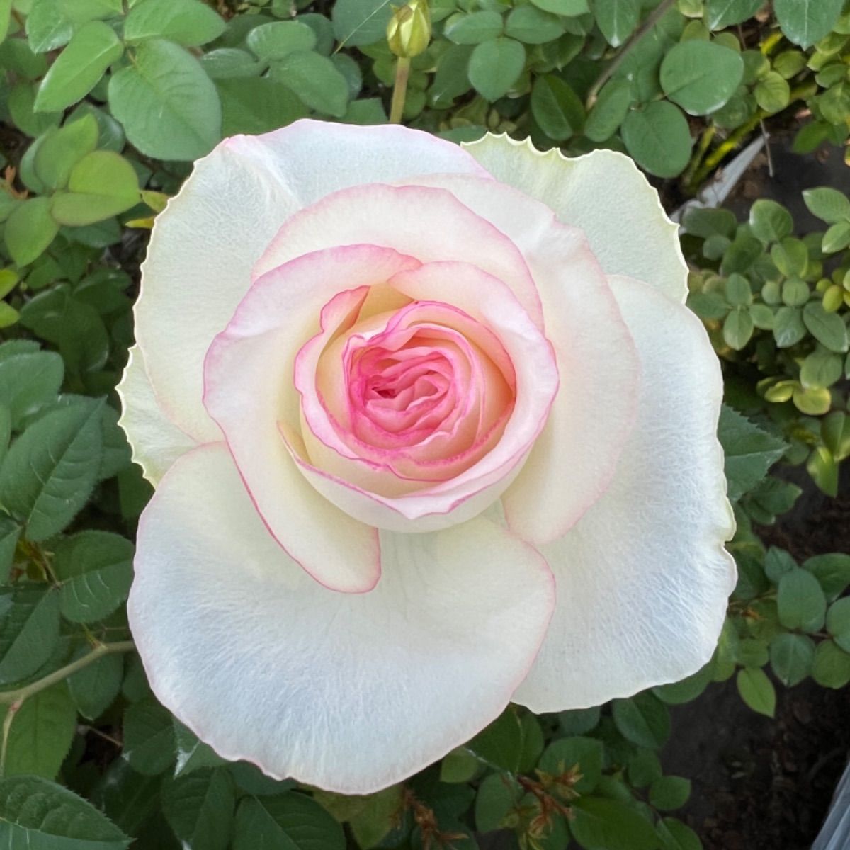 国際ブランド 〜飾る香水〜アンソルスラン【生花・切り花】 30cm 30本