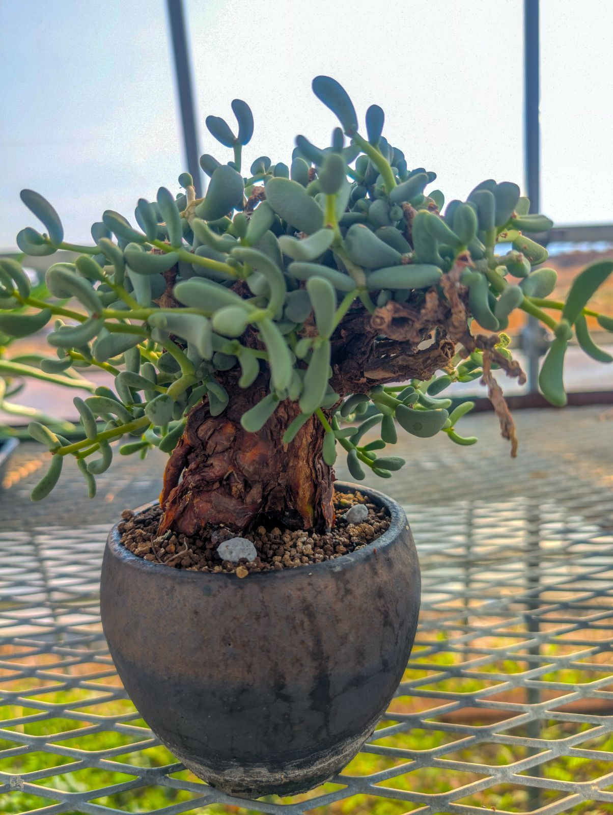 発根済み　現地球　ケラリア・ピグマエア ケラリア ピグマエア 現地株 発根済み ケラリアピグマエア 現地株 発根