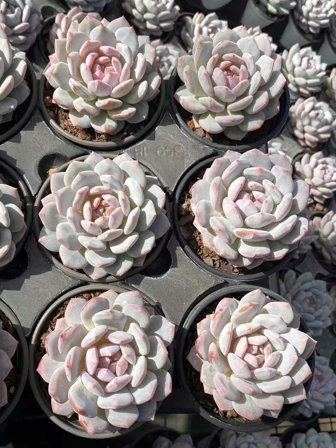 18株の抜き苗セット】ミルク 多肉植物 佐川急便発送 エケベリア 韓国苗