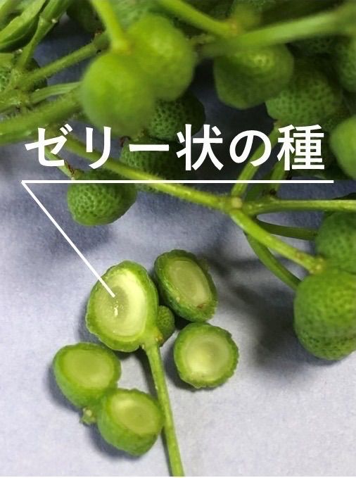 花山椒500g【朝倉山椒あすかの露】 SPANION レビューで花椒 レシピ付 奈良県産 朝倉山椒 500g 冷凍
