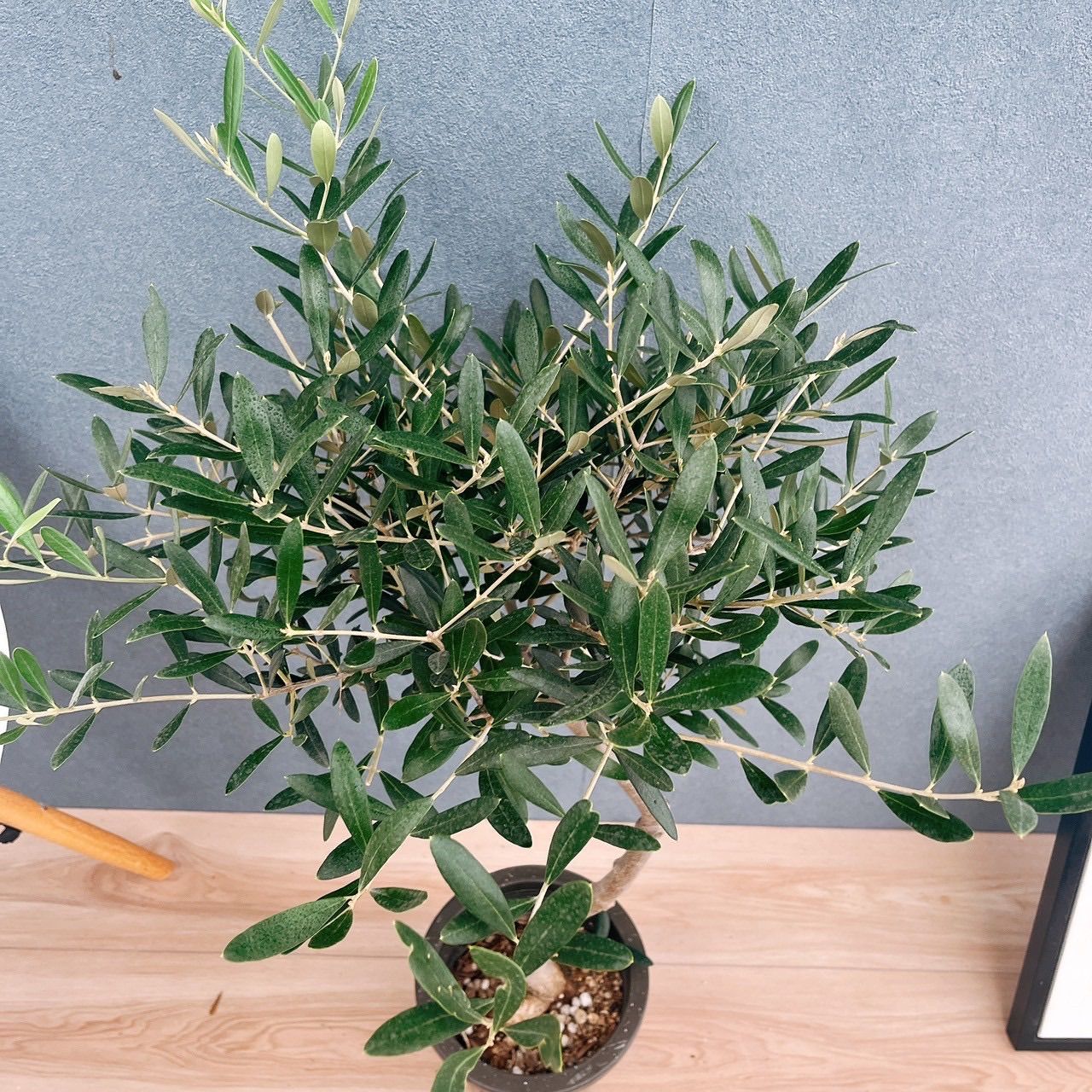 創樹　オリーブ　ネバディロブランコ　15 現品］15番 創樹 オリーブ ネバディロブランコ 6号 観葉植物 屋外