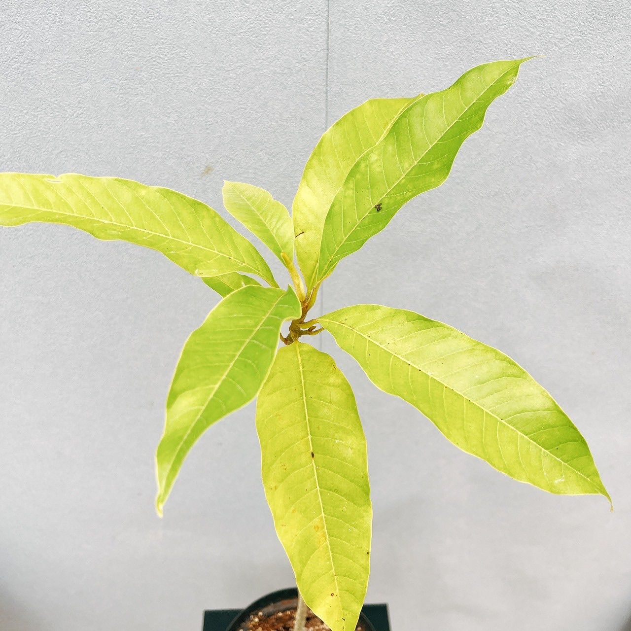 現品］☆初出品☆ 4番 キンコウボク 6号 観葉植物 屋外 珍しい