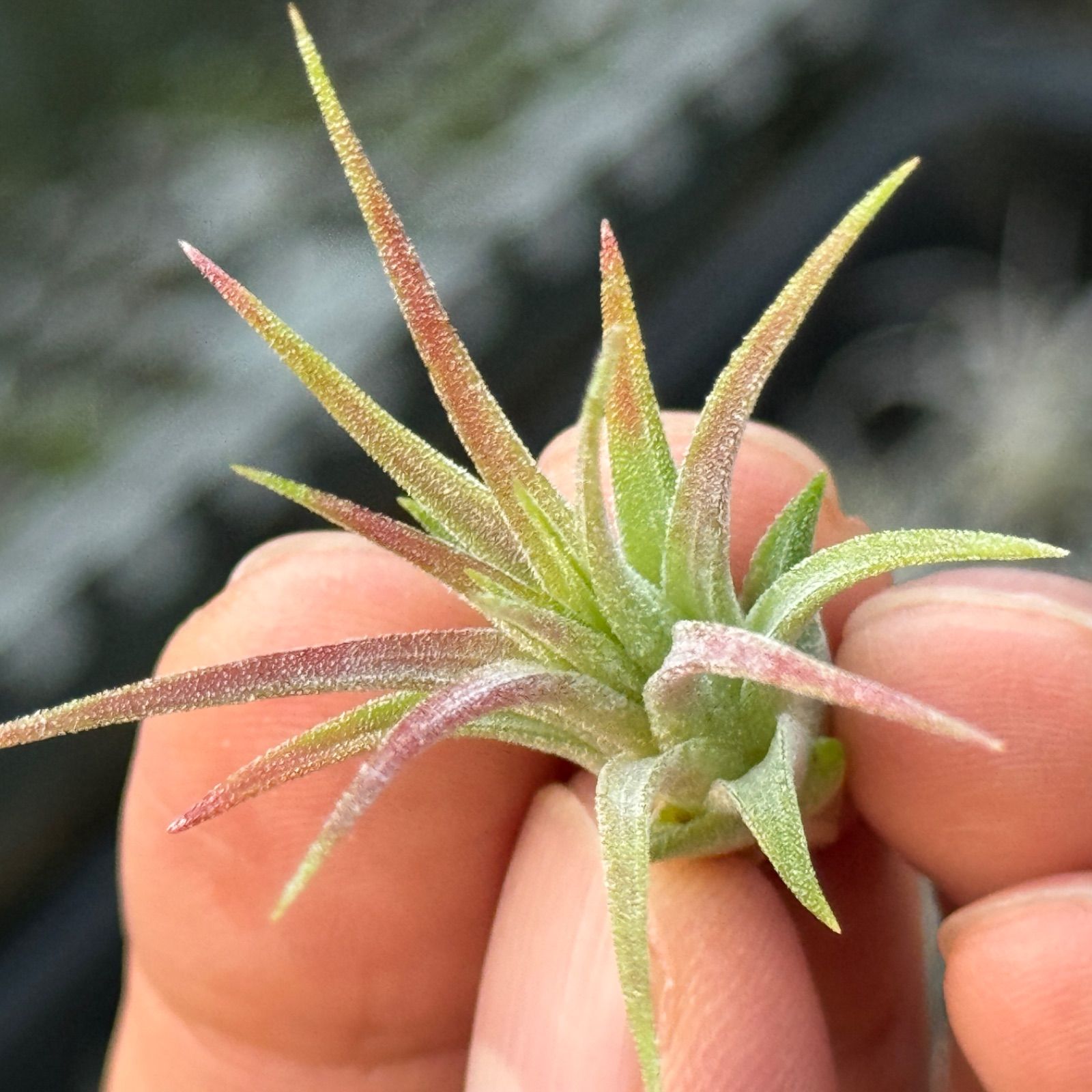 チランジア モンキーテール Tillandsia ionantha Monkey Tail＊エア