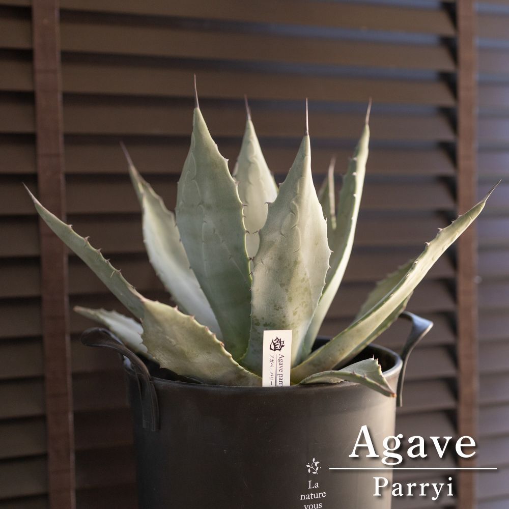 黒棘 アガベ パリー 吉祥天 Agave parryi リュウゼツラン ドライ