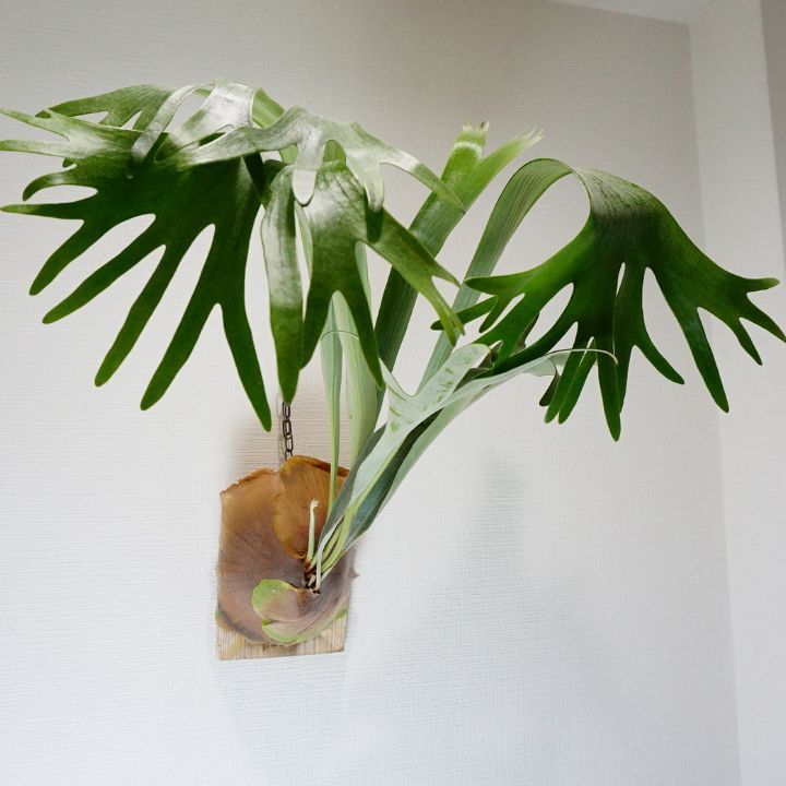 P. ’Mr.Ito’ #E ビカクシダ P. 'Mr.Ito' #E ビカクシダ 立葉 【公式通販】