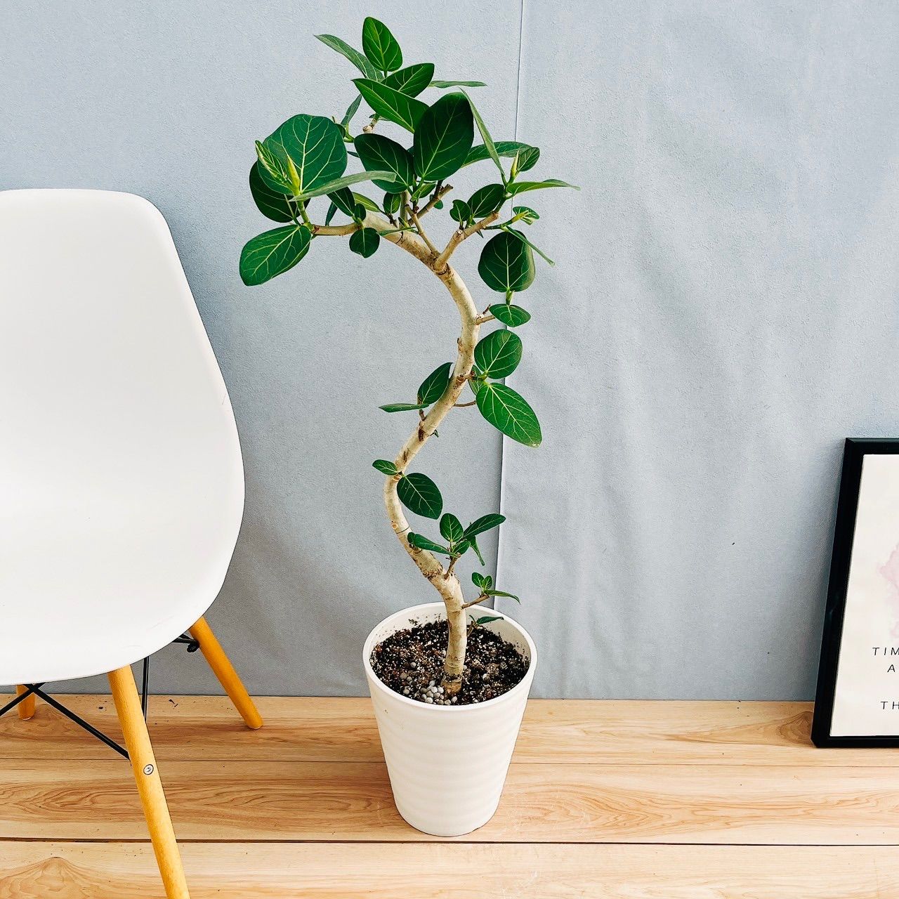 現品 12番 フィカス ベンガレンシス 曲がり 8号 観葉植物 室内 大型 ゴムの木 育てやすい ユニーク
