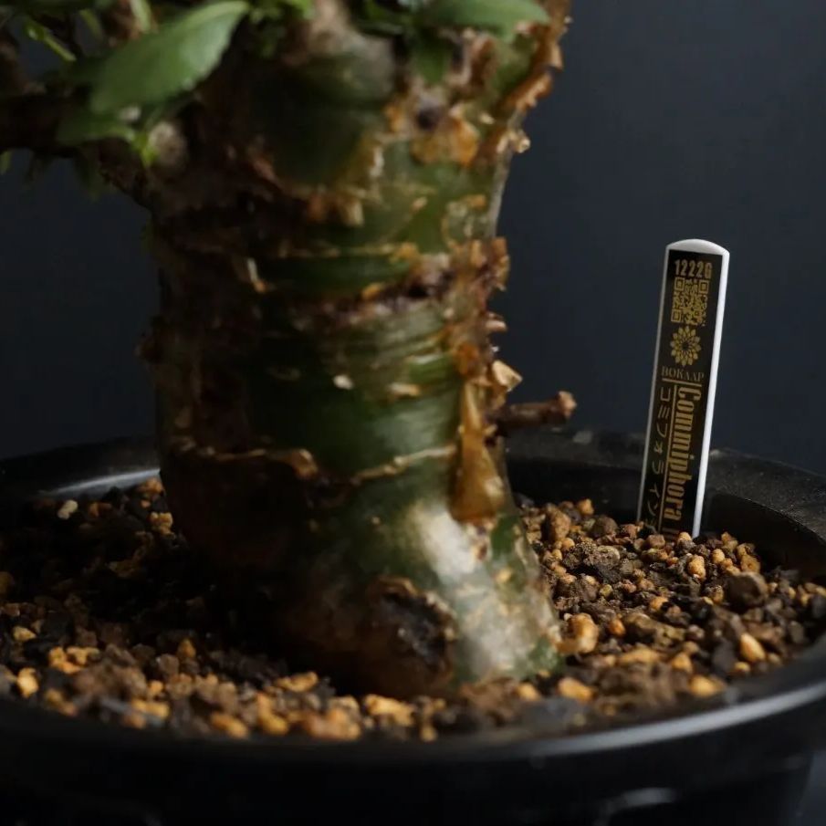 Commiphora incisa