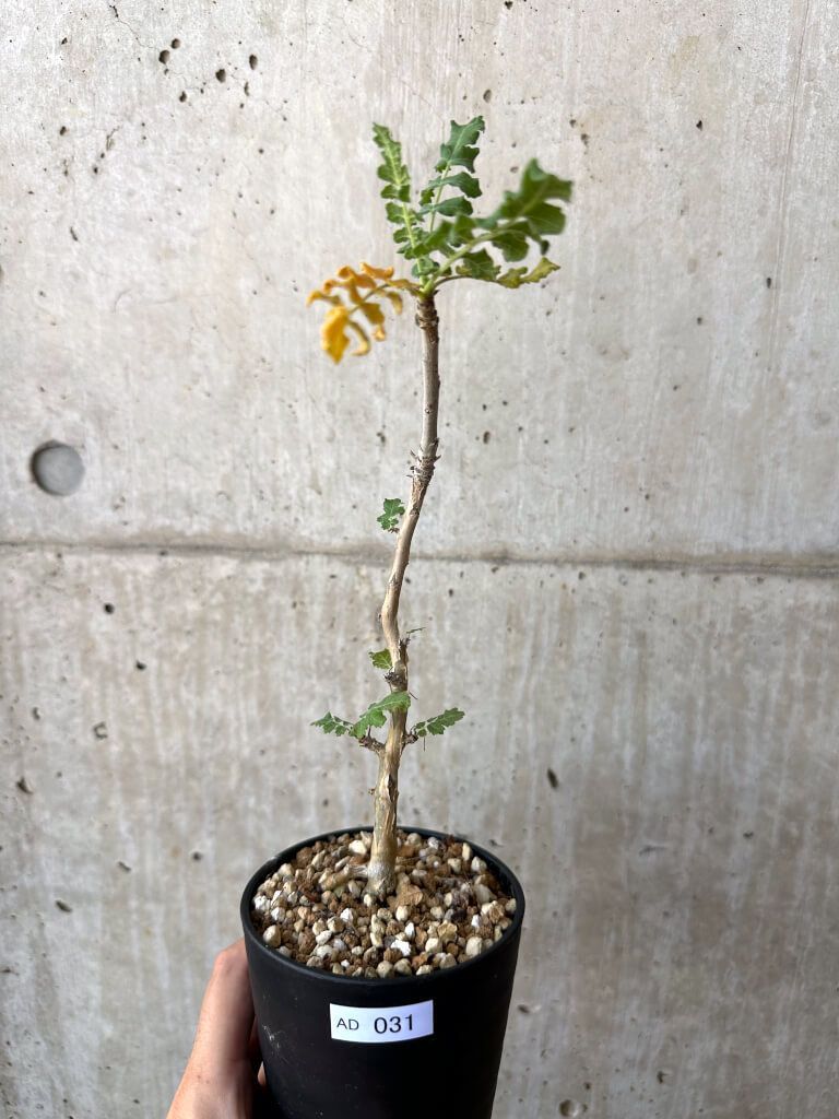 植木鉢 おしゃれ トスカーナ リムポット 52cm 引き取り限定 Deroma