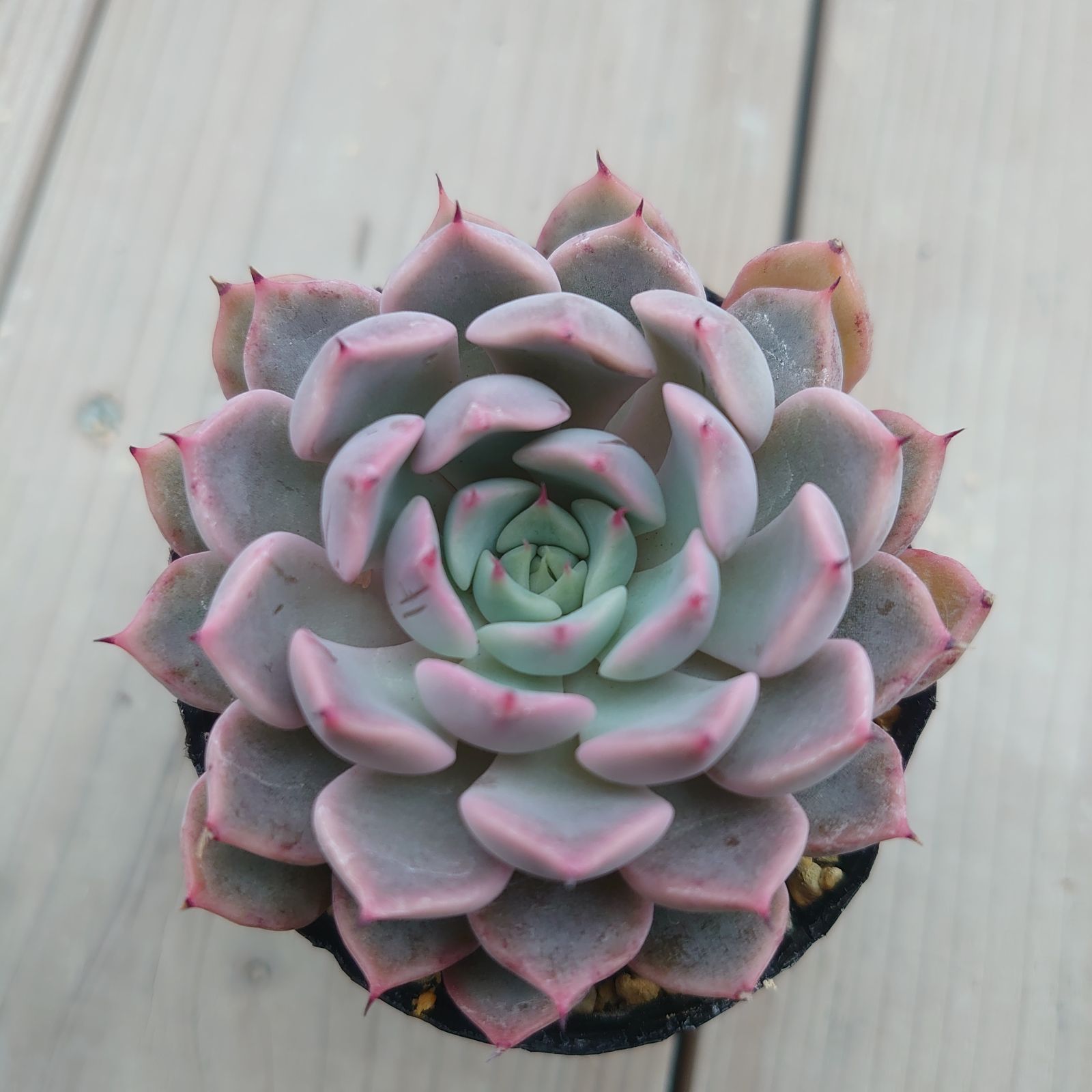 メクセンシスザラゴーサ 【公式通販】