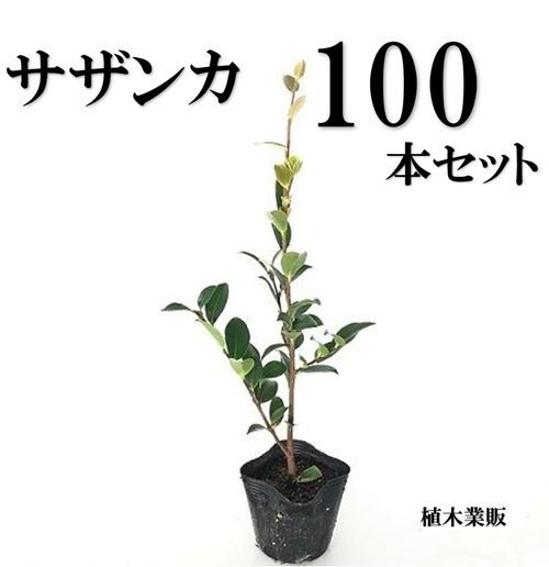 100本セット サザンカ樹高0.3m前後10.5cmポット