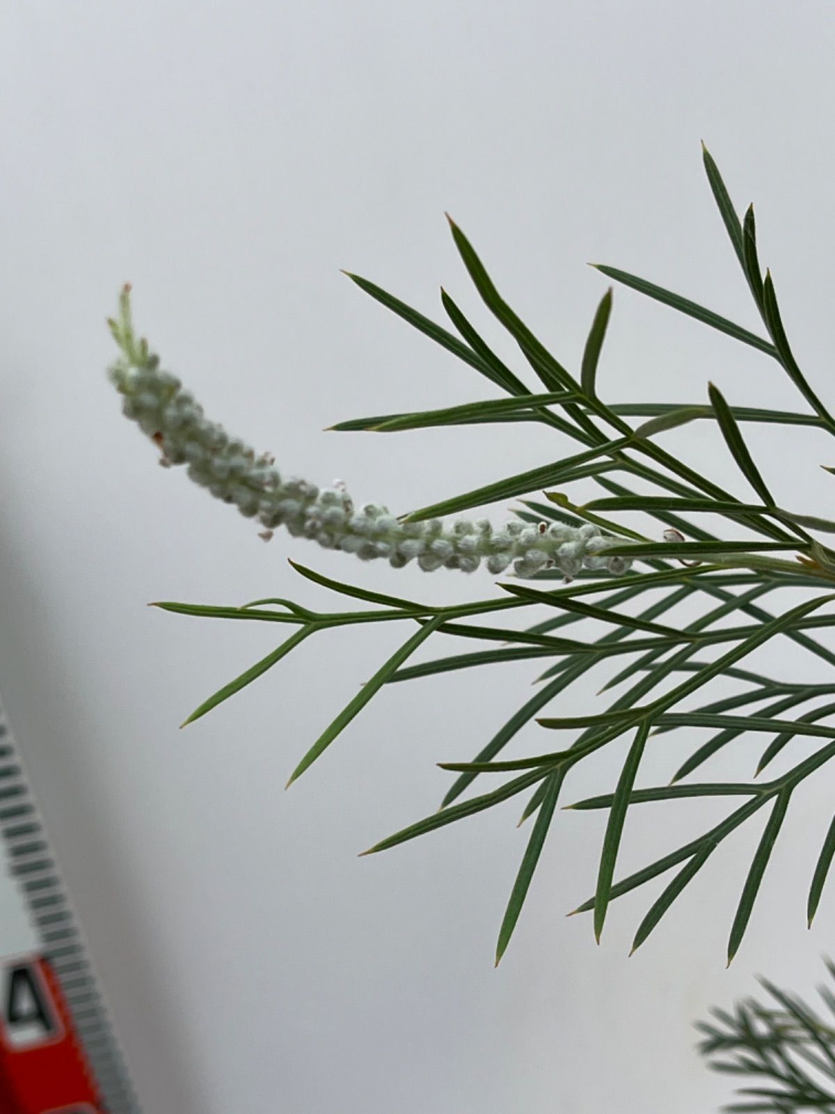 グレビレア【キングス・セレブレーションTM】5号 ☆花芽付き