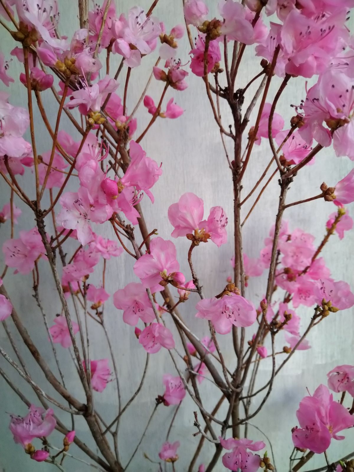 厳選桜ゲンカイツツジ株立ち