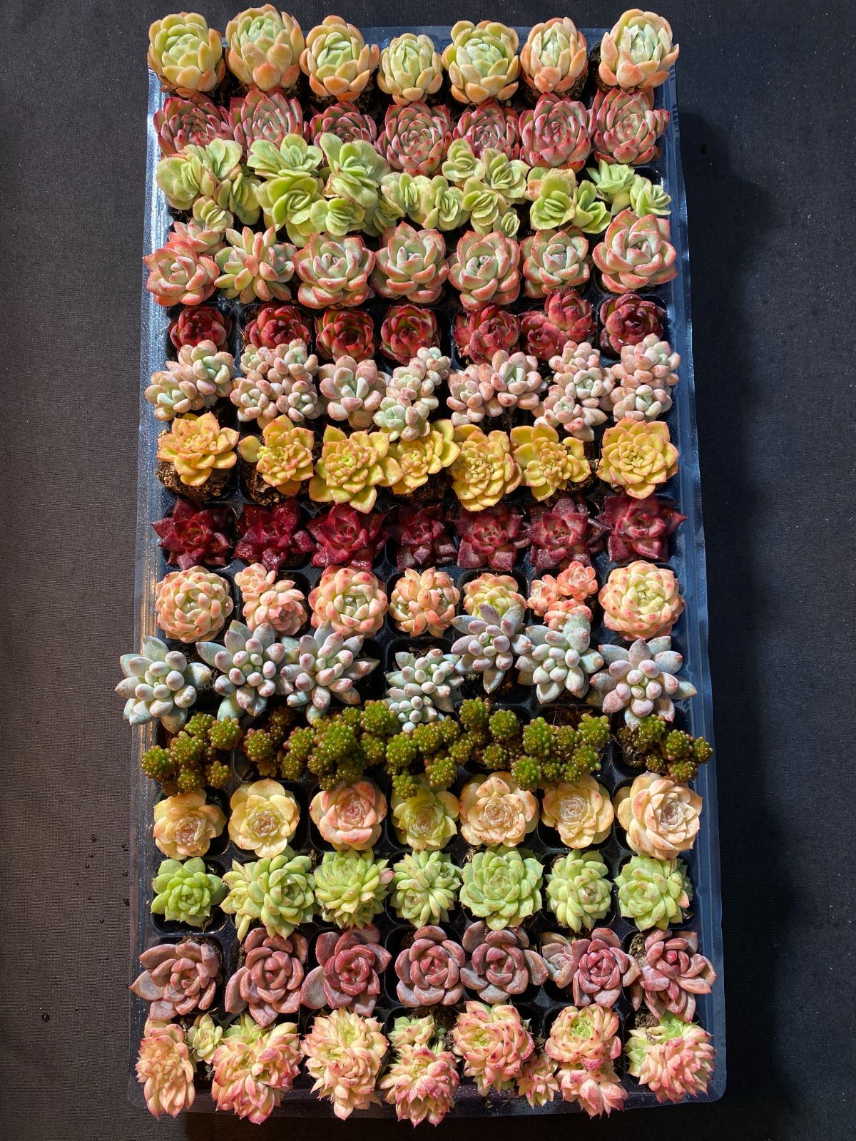 新入荷 15種類セット NT04×105苗 土付き 詰め合わせ 多肉植物 エケベリア 韓国苗 新入荷