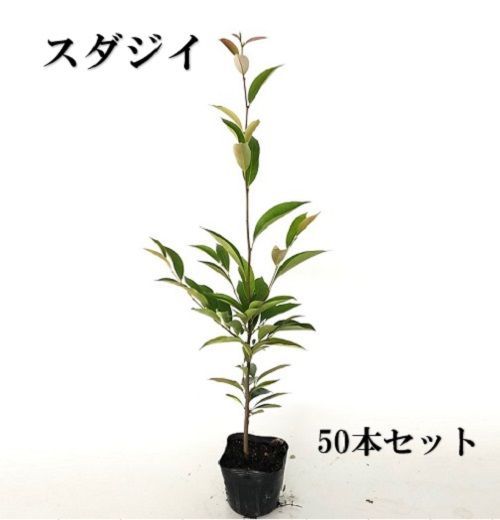 50本セット スダジイ樹高0.5m前後10.5cmポット