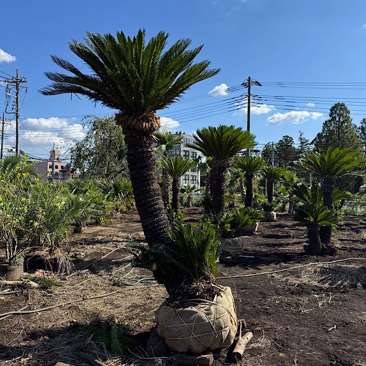 ソテツ 2.9m - メルカリ