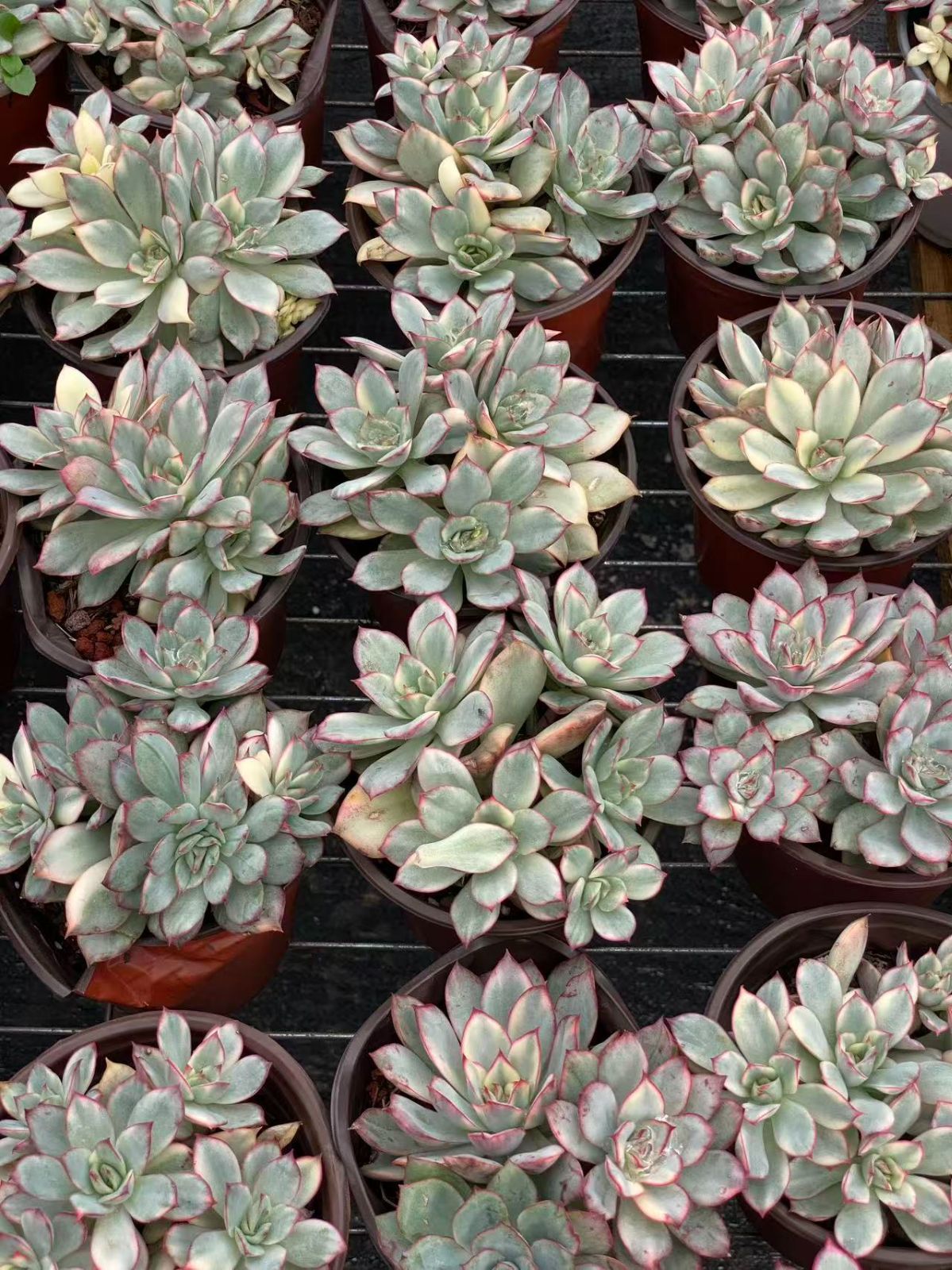 30株の抜き苗セット ムーンガッド バーニッシュ錦群生 多肉植物 佐川急便発送 エケベリア 韓国苗 ZM1514 YUZUMIYA_COM