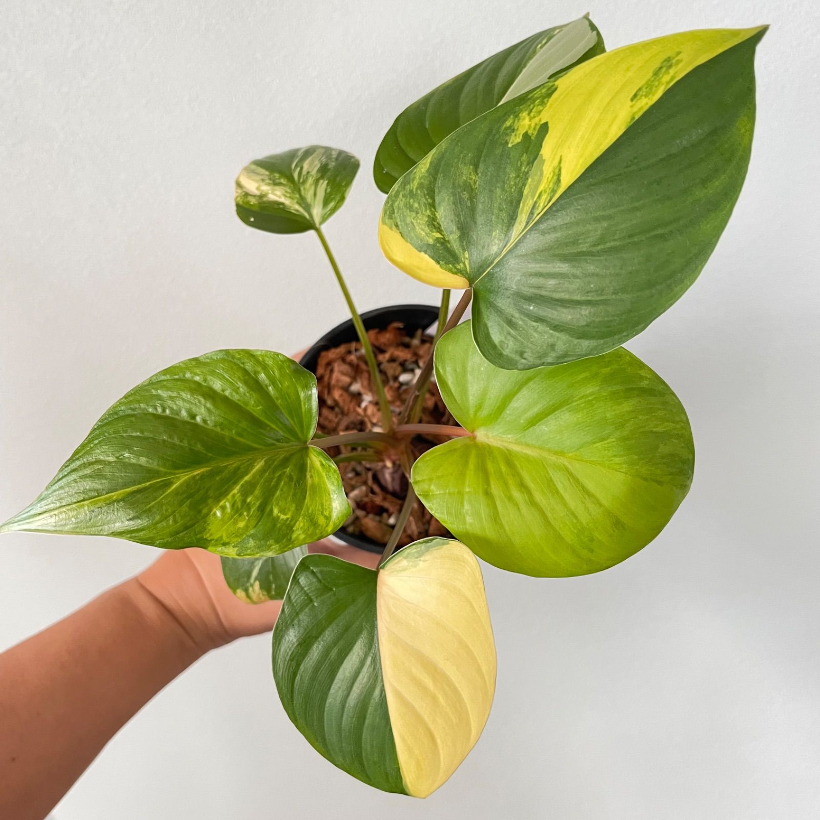 極斑 ホマロメナ ルベスケンス 斑入り Homalomena rubescens