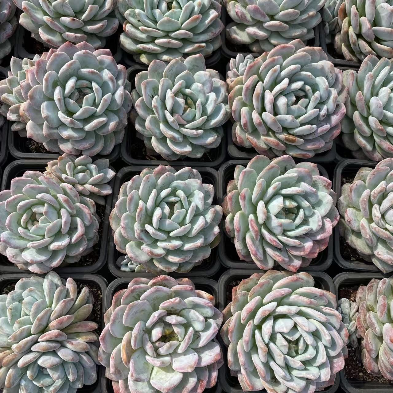 多肉植物 佐川急便発送