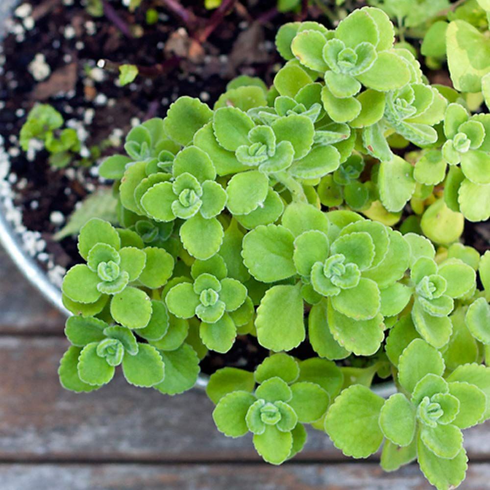 新着商品 アロマティカス 品種で選べるハーブ苗 ハーブ苗9cmポット 3個セット 通年植付け