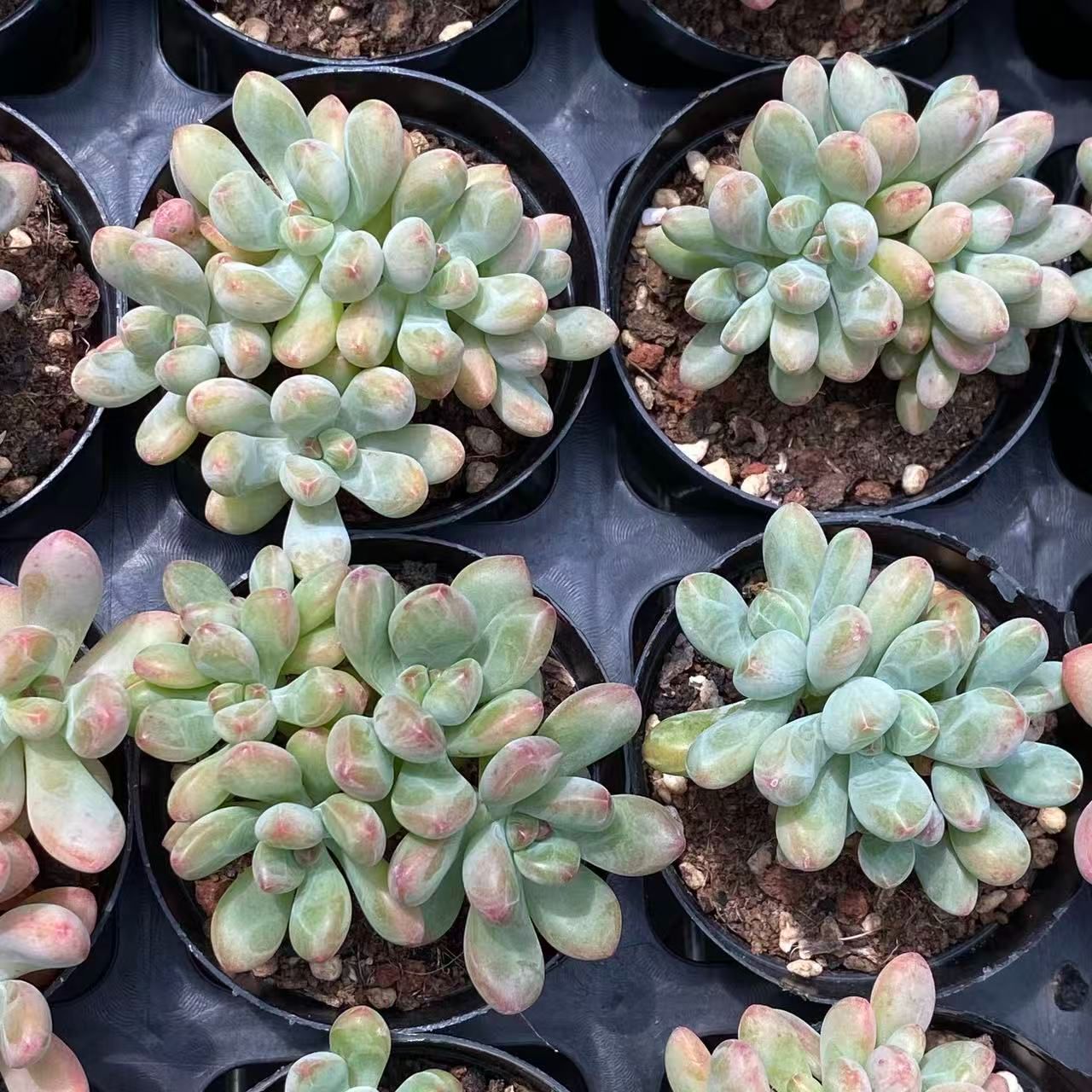 ZM1642コトム 韓国苗 多肉植物 抜き苗 エケベリア 即購入可 - メルカリ