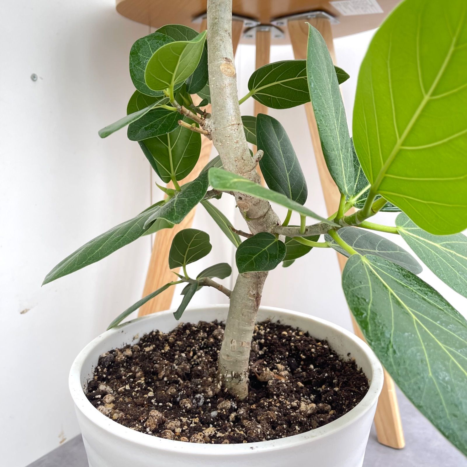 フィカス ベンガレンシス 曲がり 14【現品】観葉植物 大型 室内