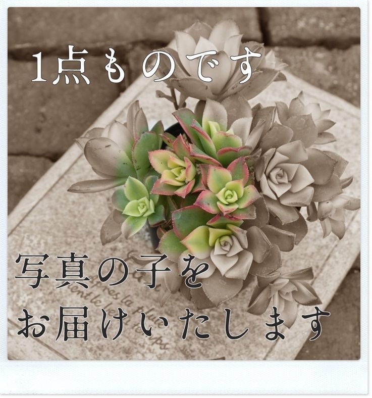 多肉植物 希少 アエオニウム オーレア錦 コップローズ錦 親株