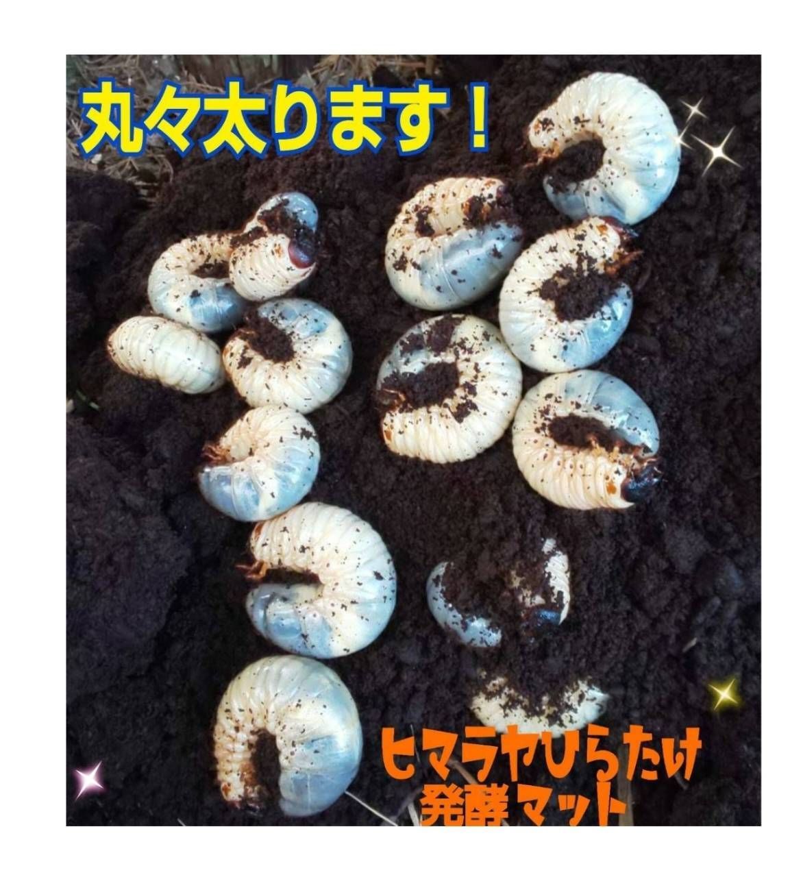 カブトムシ幼虫が大きくなる！栄養たっぷり！発酵マット【6袋